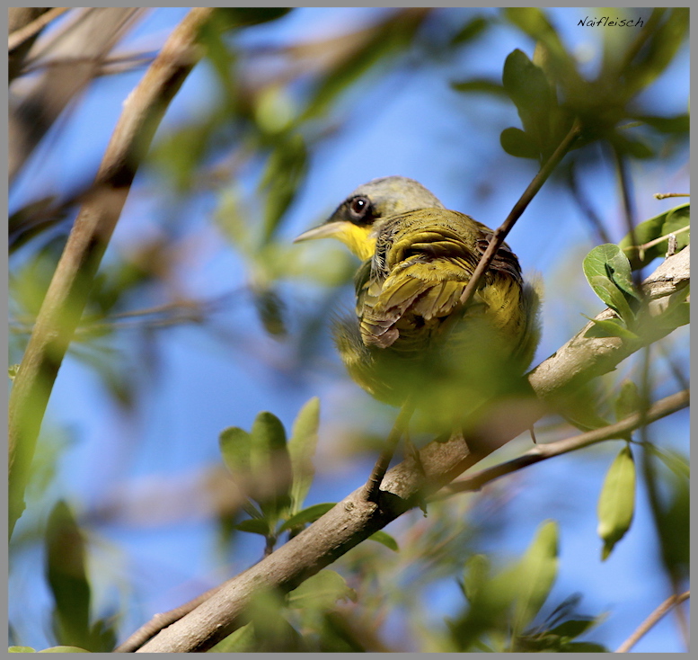 Photo Arañero Cara Negra