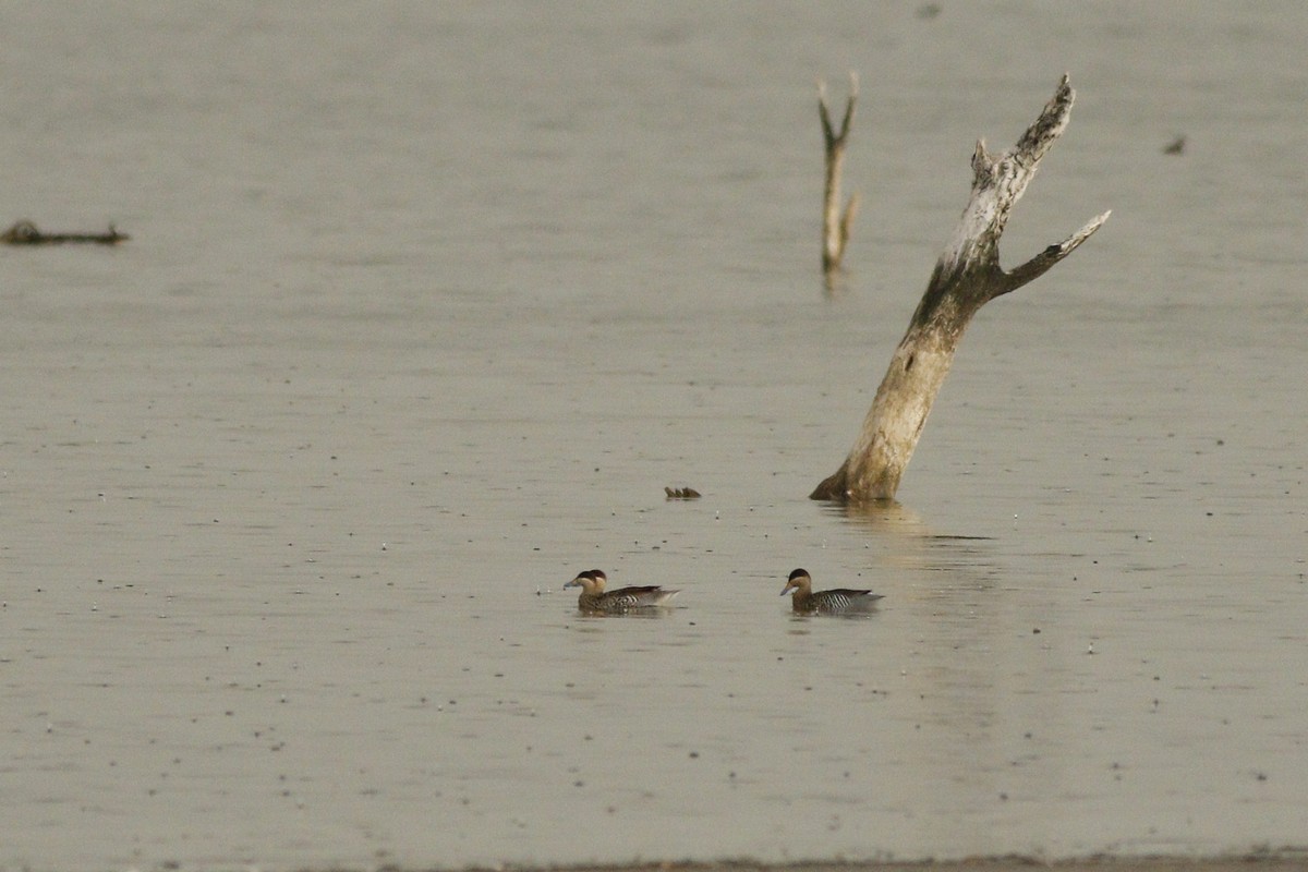 Photo Pato Capuchino