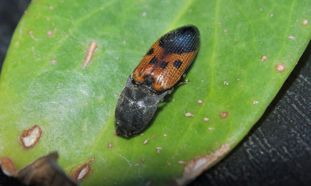 Foto Tuquito Naranja