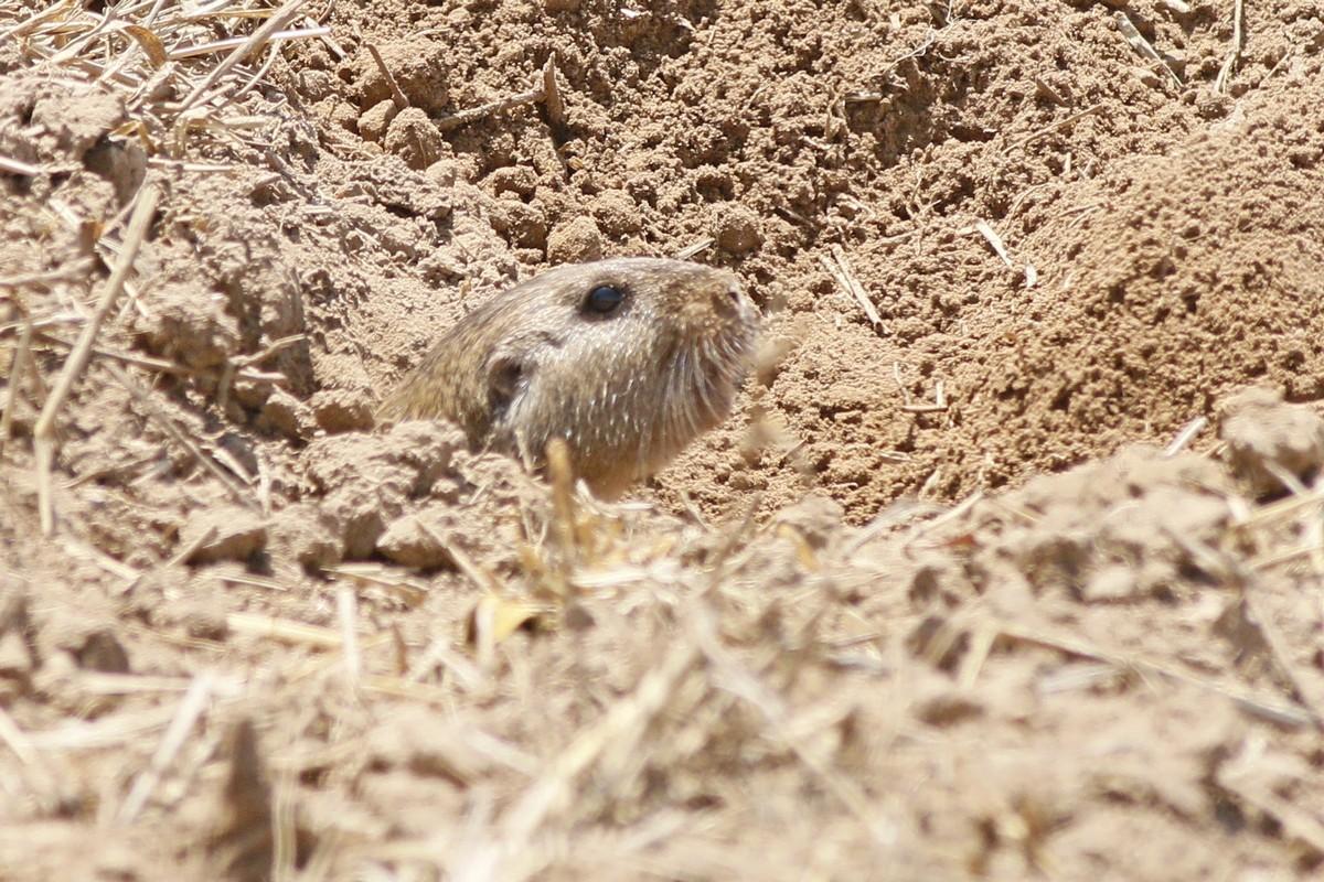 Foto Tuco Tuco De Berg