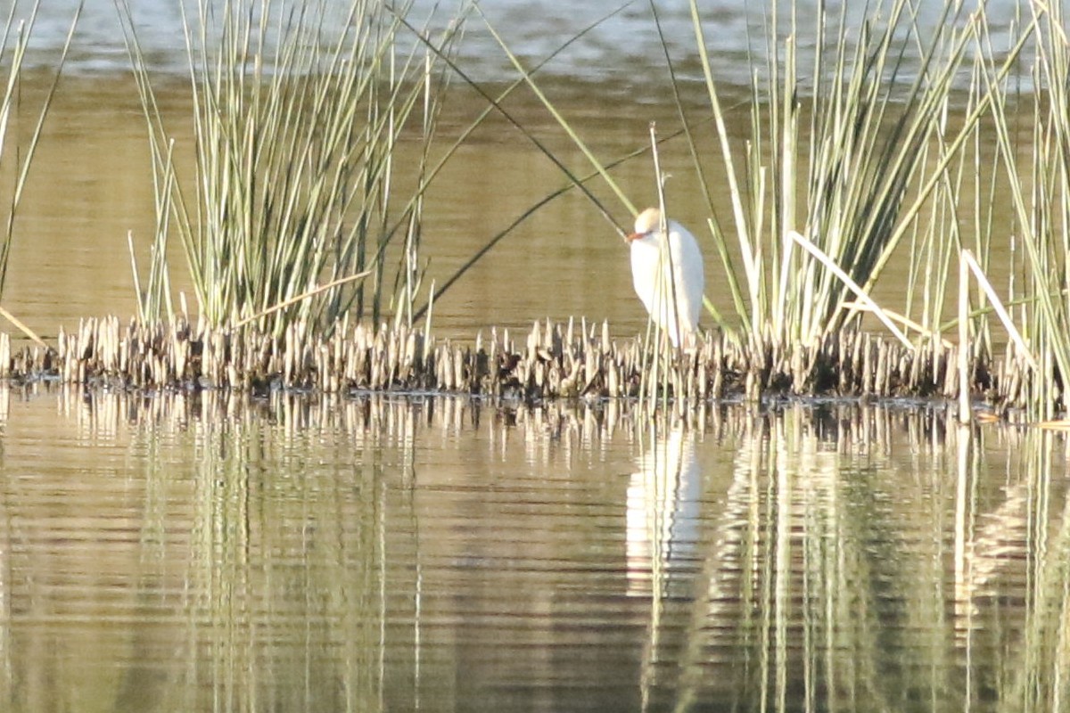 Photo Garcita Bueyera