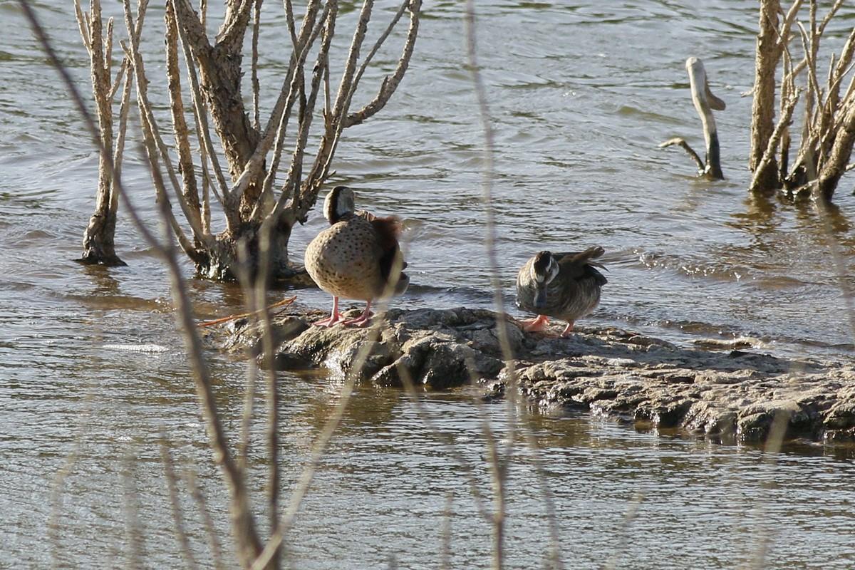 Photo Pato de Collar