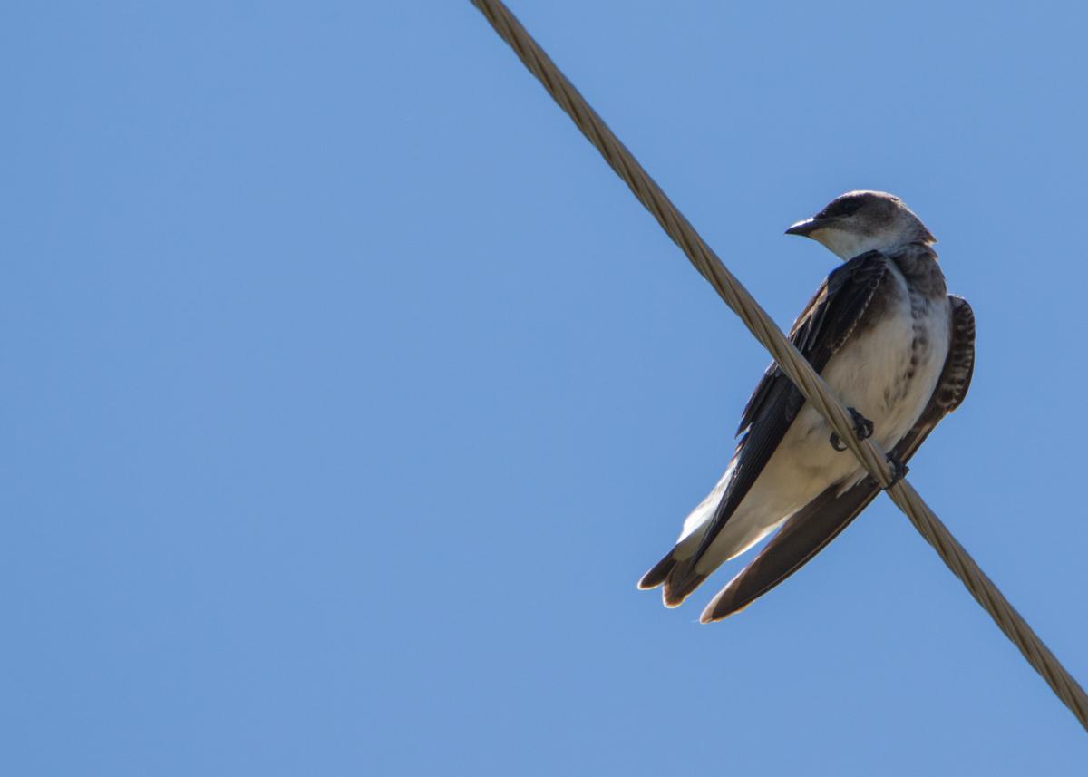 Photo Golondrina Parda