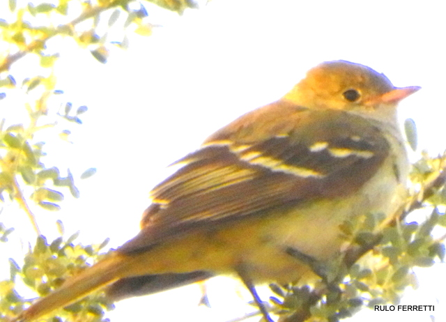 Foto Fiofío Pico Corto