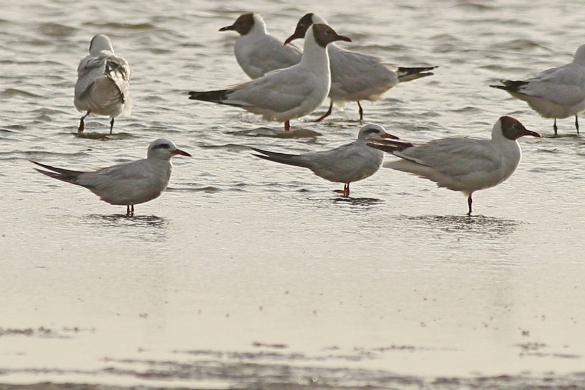 Photo Gaviotín Lagunero