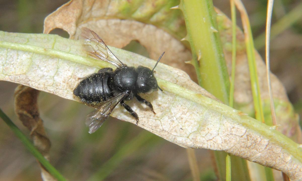 Photo Abeja Cortadora de Hojas