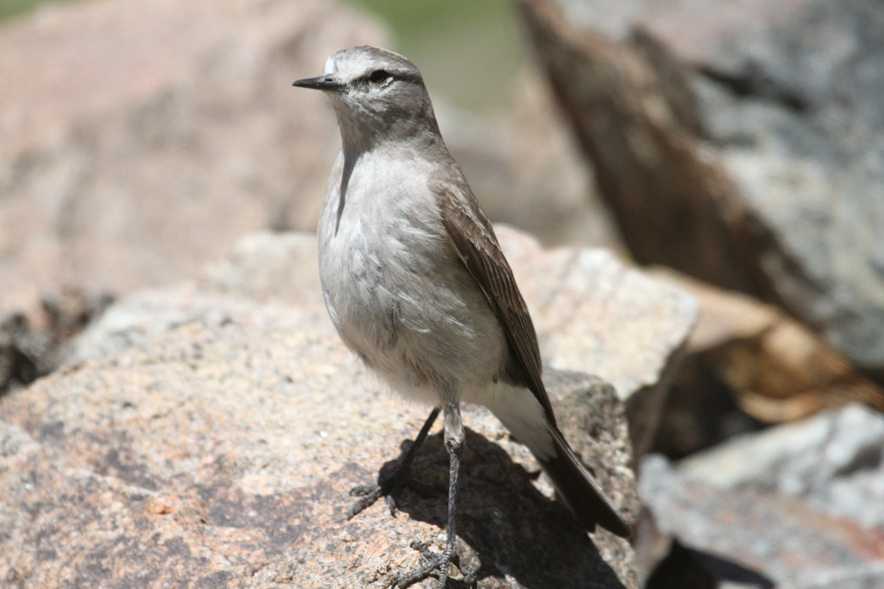 Photo Dormilona Fraile