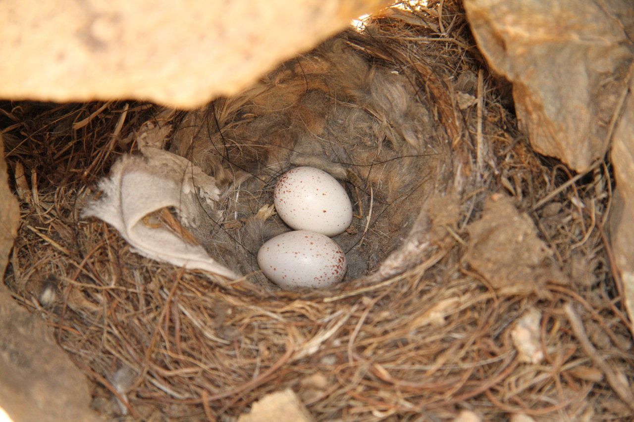 Photo Dormilona Fraile