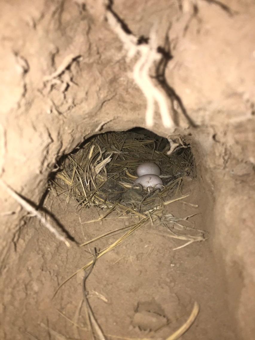 Foto Bandurrita Común