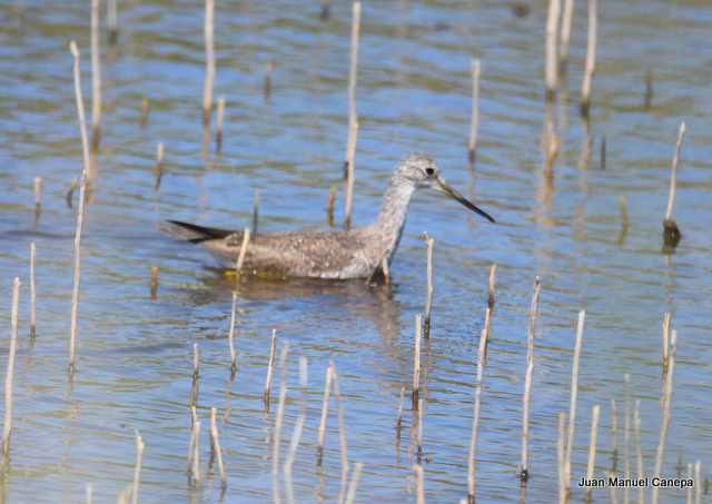 Photo Pitotoy Grande