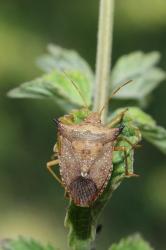 Foto Chinche Marrón