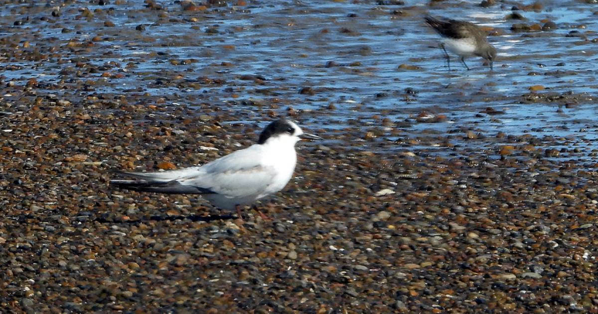 Foto Gaviotín Golondrina