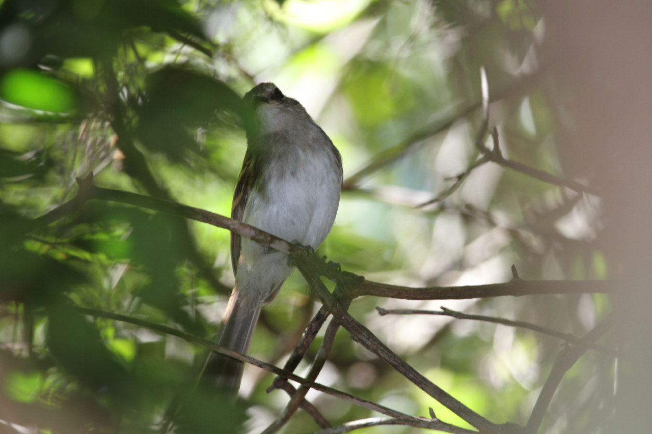 Photo Mosqueta Ceja Blanca