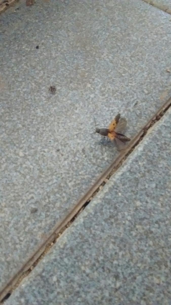 Foto Tuquito Naranja