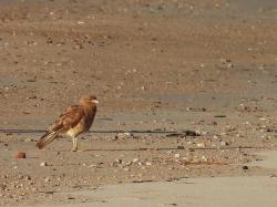 Ícono de la especie