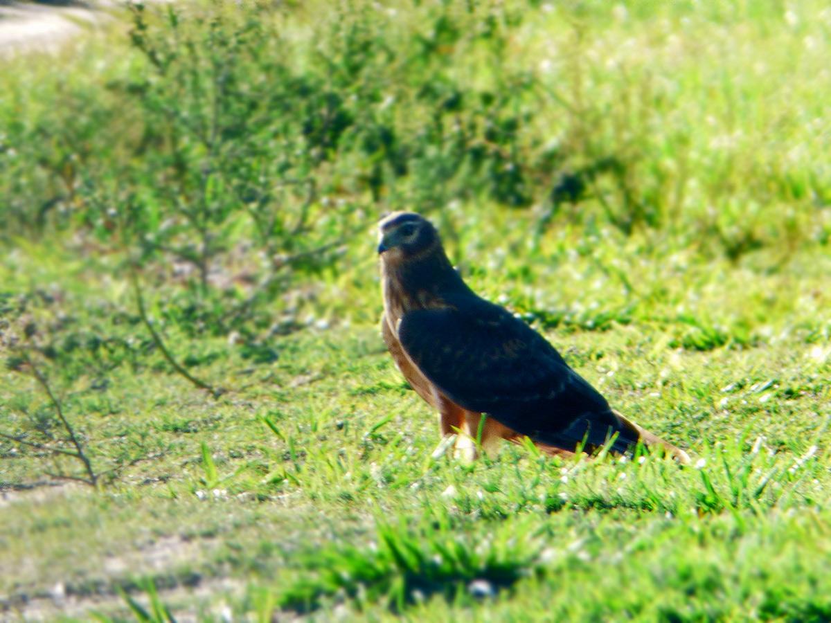 Foto Gavilán Planeador