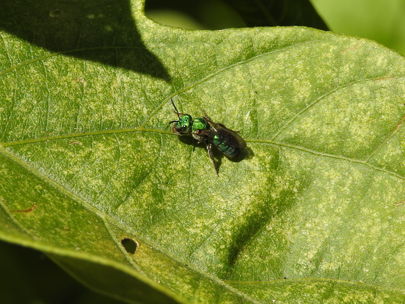Foto Abeja del Sudor