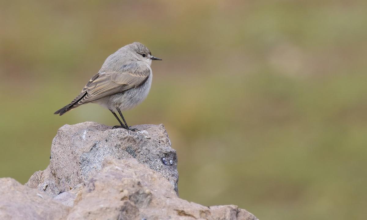Photo Dormilona Frente Negra