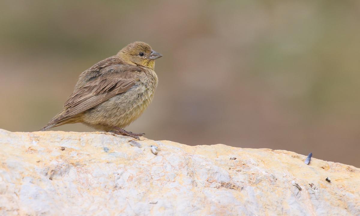 Foto Jilguero Grande