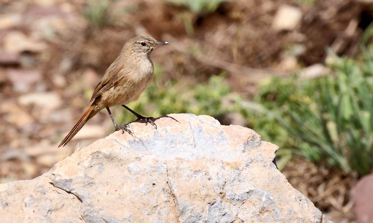 Foto Canastero Pálido