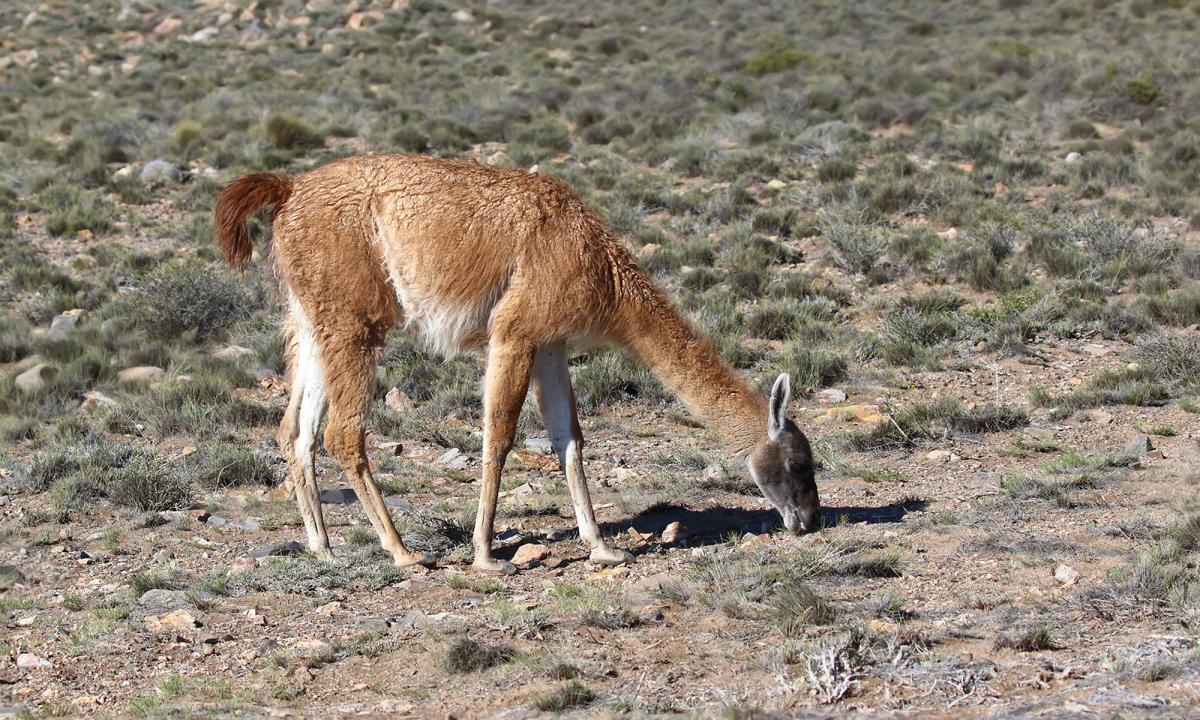 Photo Guanaco