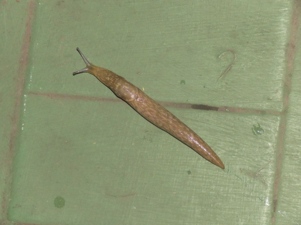 Photo Babosa Amarilla