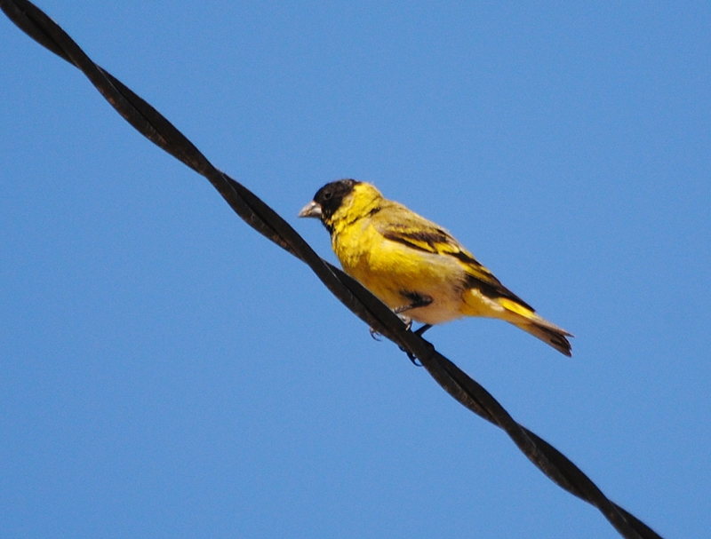 Foto Cabecitanegra Común