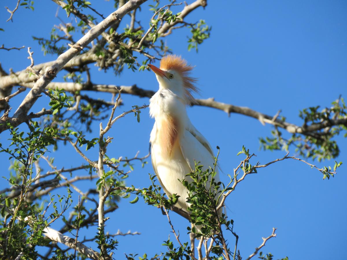 Foto Garcita Bueyera