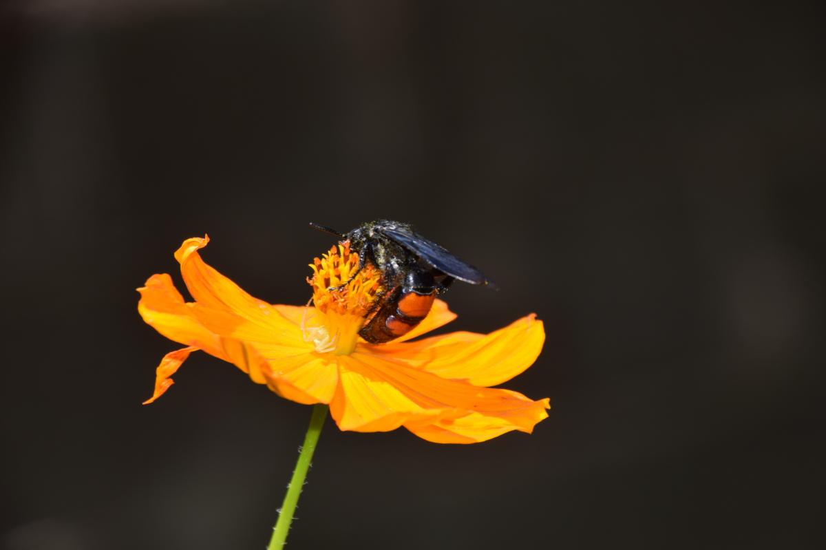 Foto Avispa Bandas Naranja