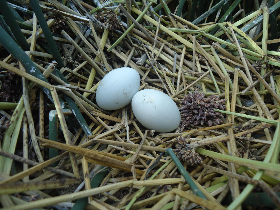 Foto Garcita Bueyera