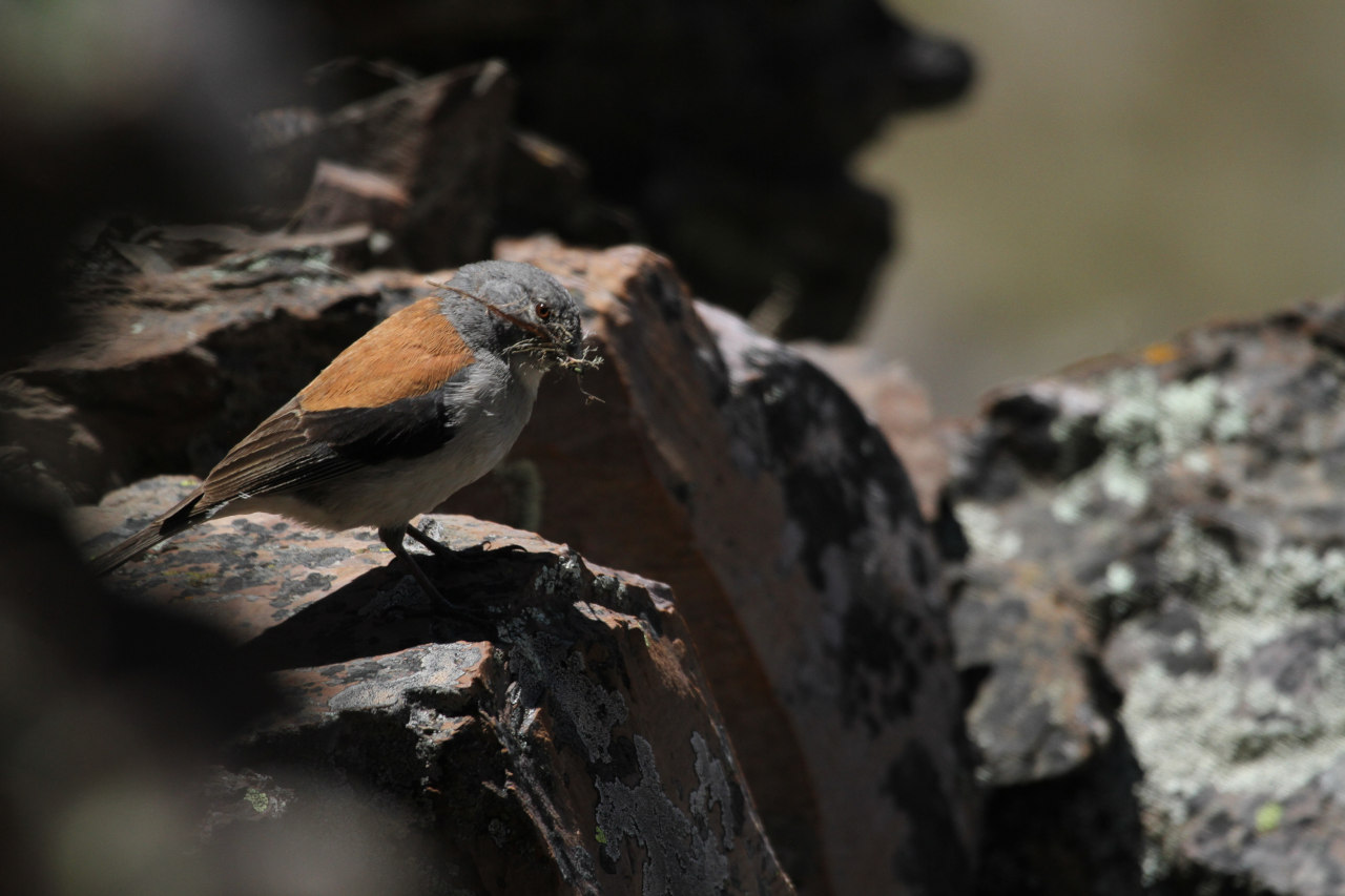 Photo Comesebo Puneño