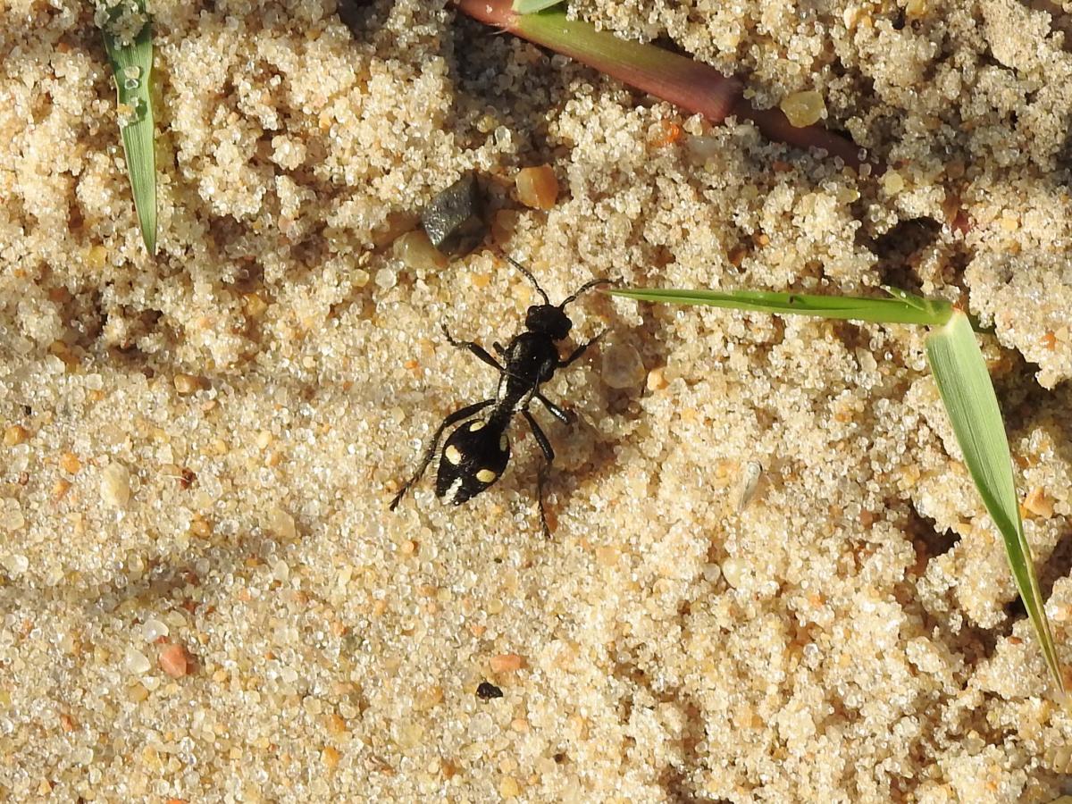 Foto Hormiga de Fuego Chaqueña