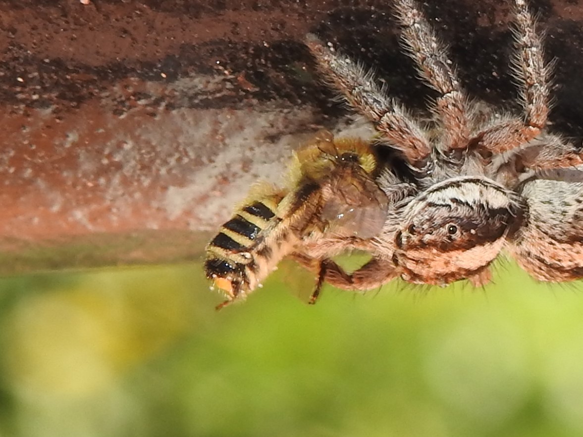 Foto Abeja Cortadora de Hojas