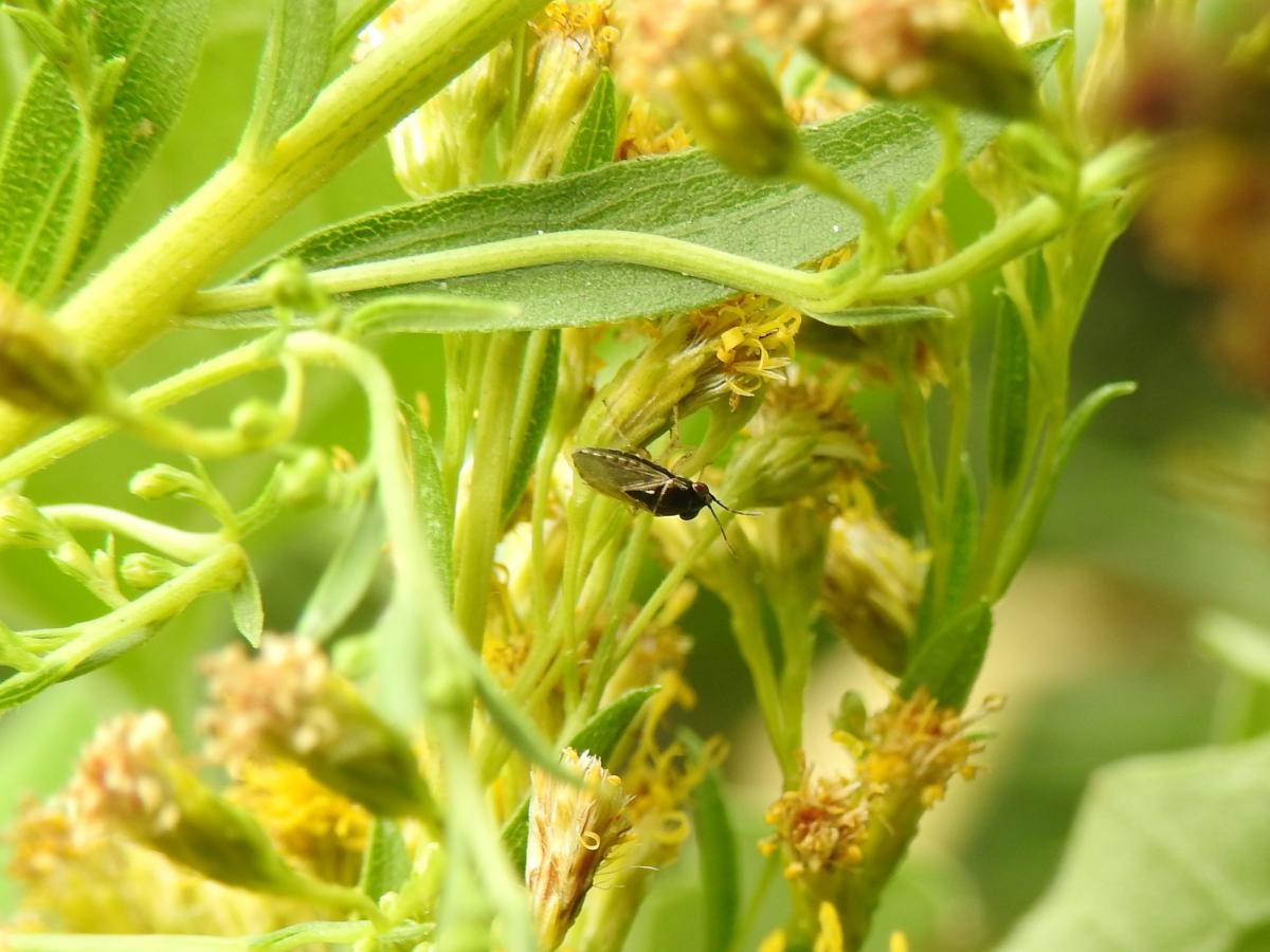 Foto Chinche de Ojos Grandes