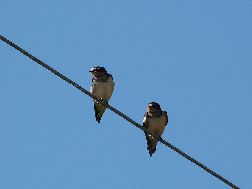 Foto Golondrina Tijerita