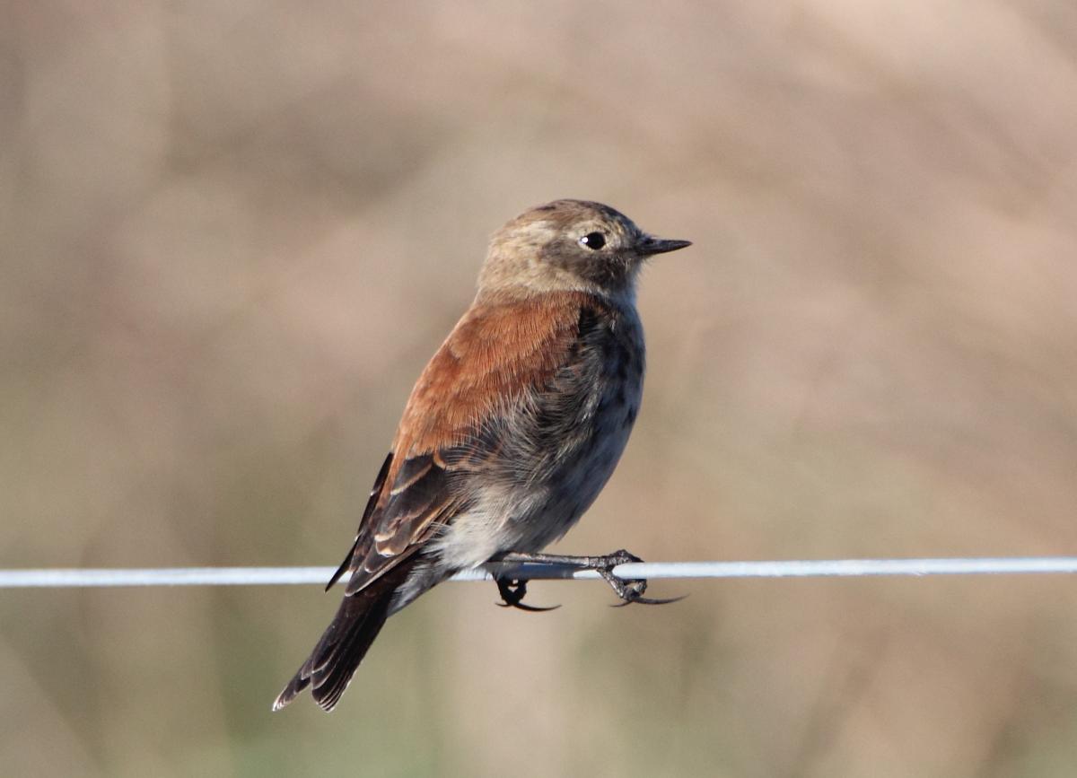 Foto Sobrepuesto Común