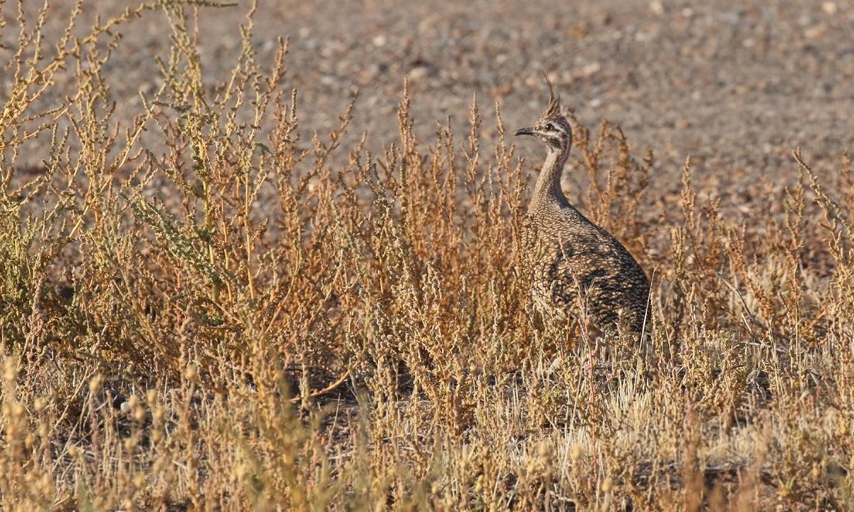 Foto Martineta Común