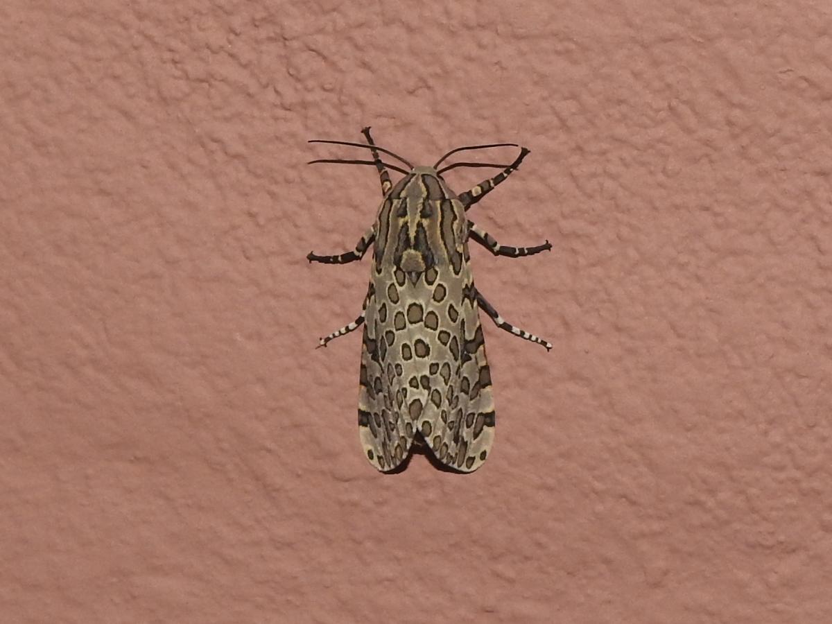 Foto Oruga de los Almacigos