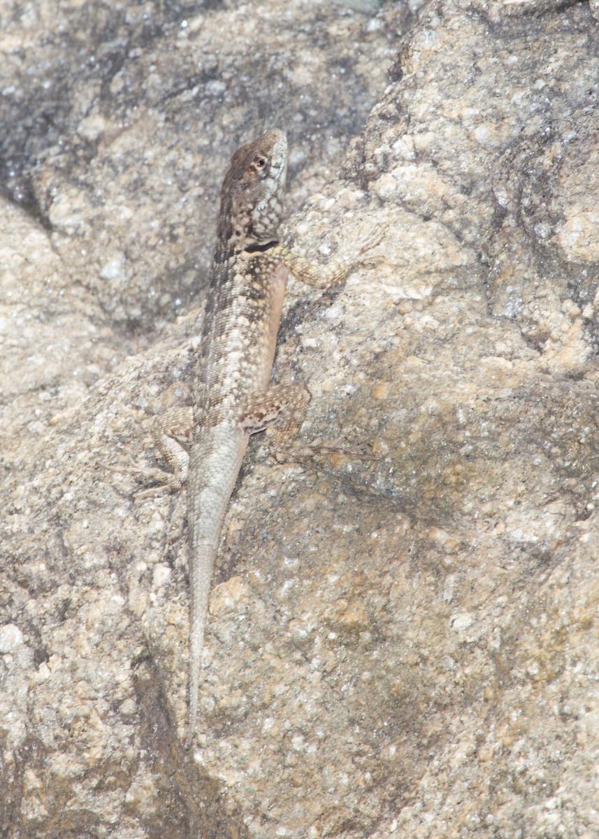 Photo Lagarto Trepador Chaqueño