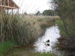 Foto Gallineta Común