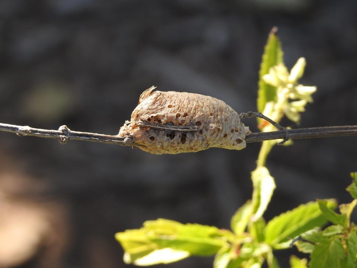 Photo Mantis de Alas Cortas