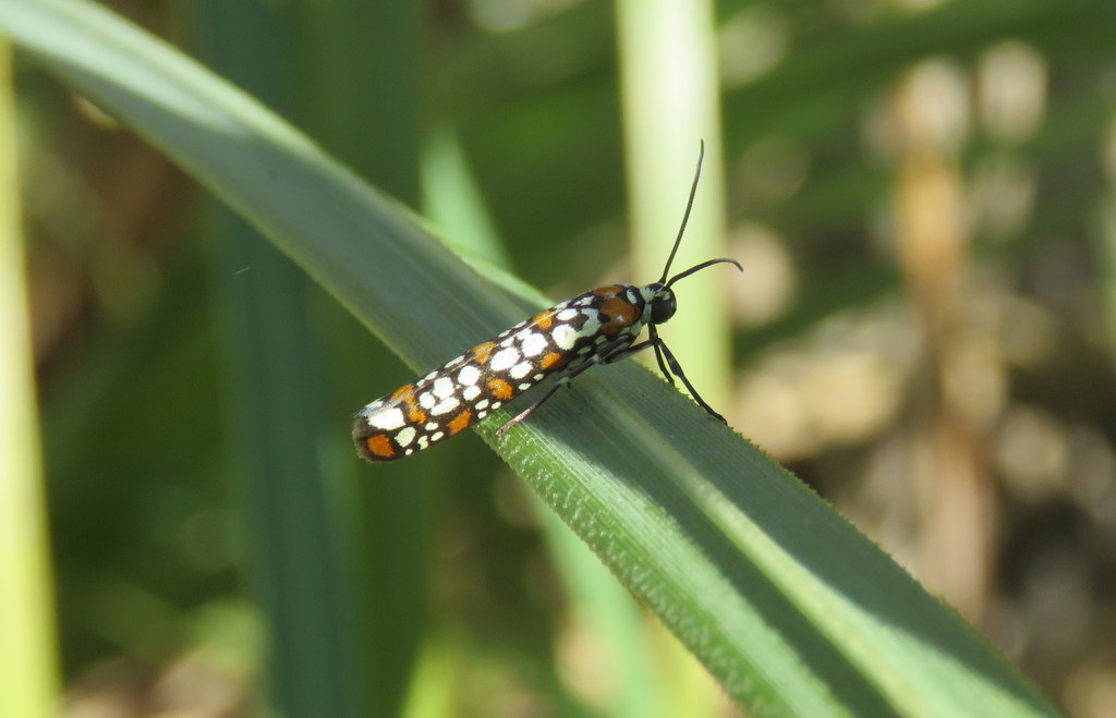 Foto Oruga del Ailanthus
