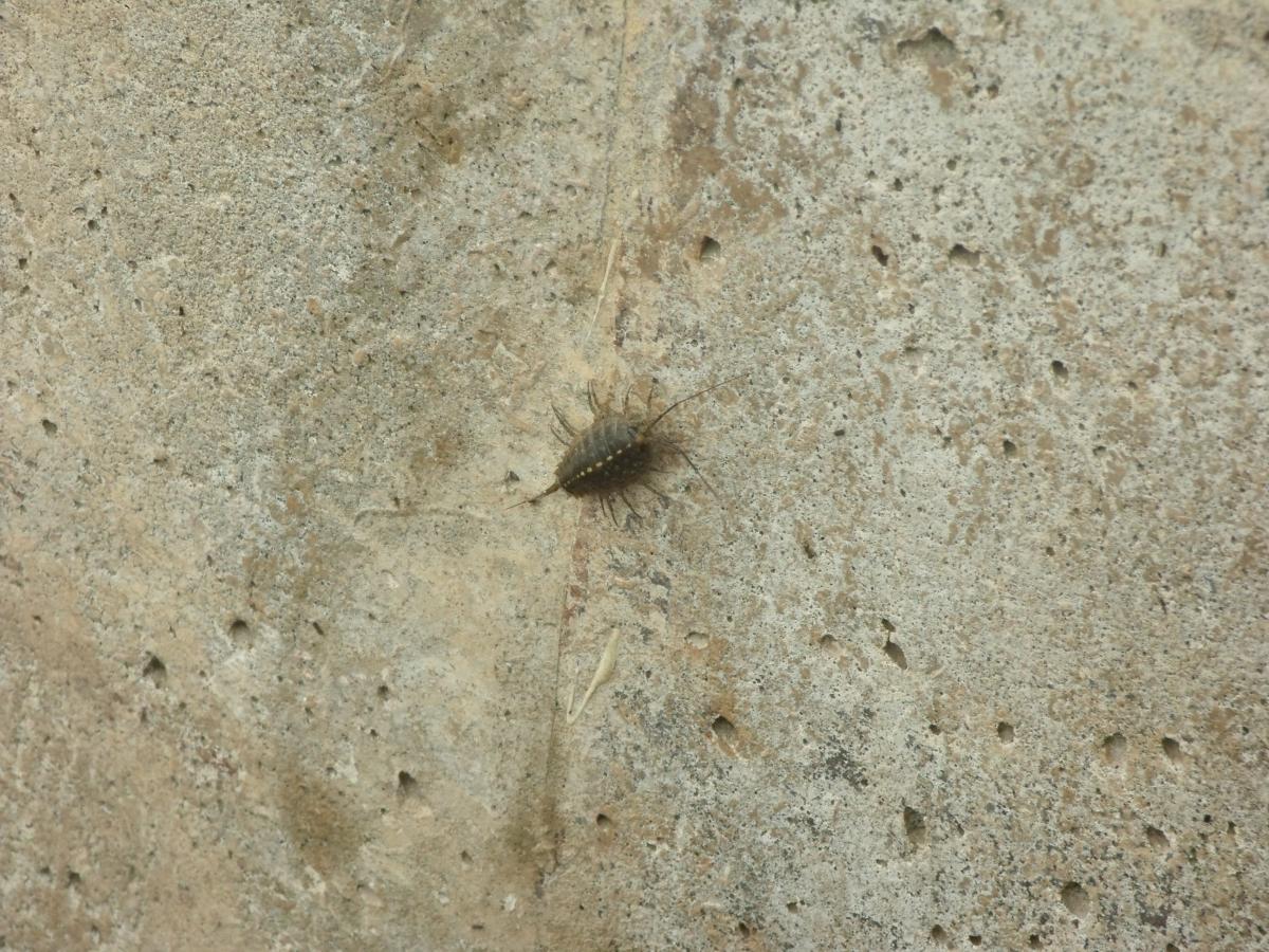 Foto Cucaracha de los Muelles