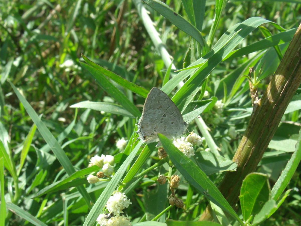 Foto Frotadora Menor Blanca