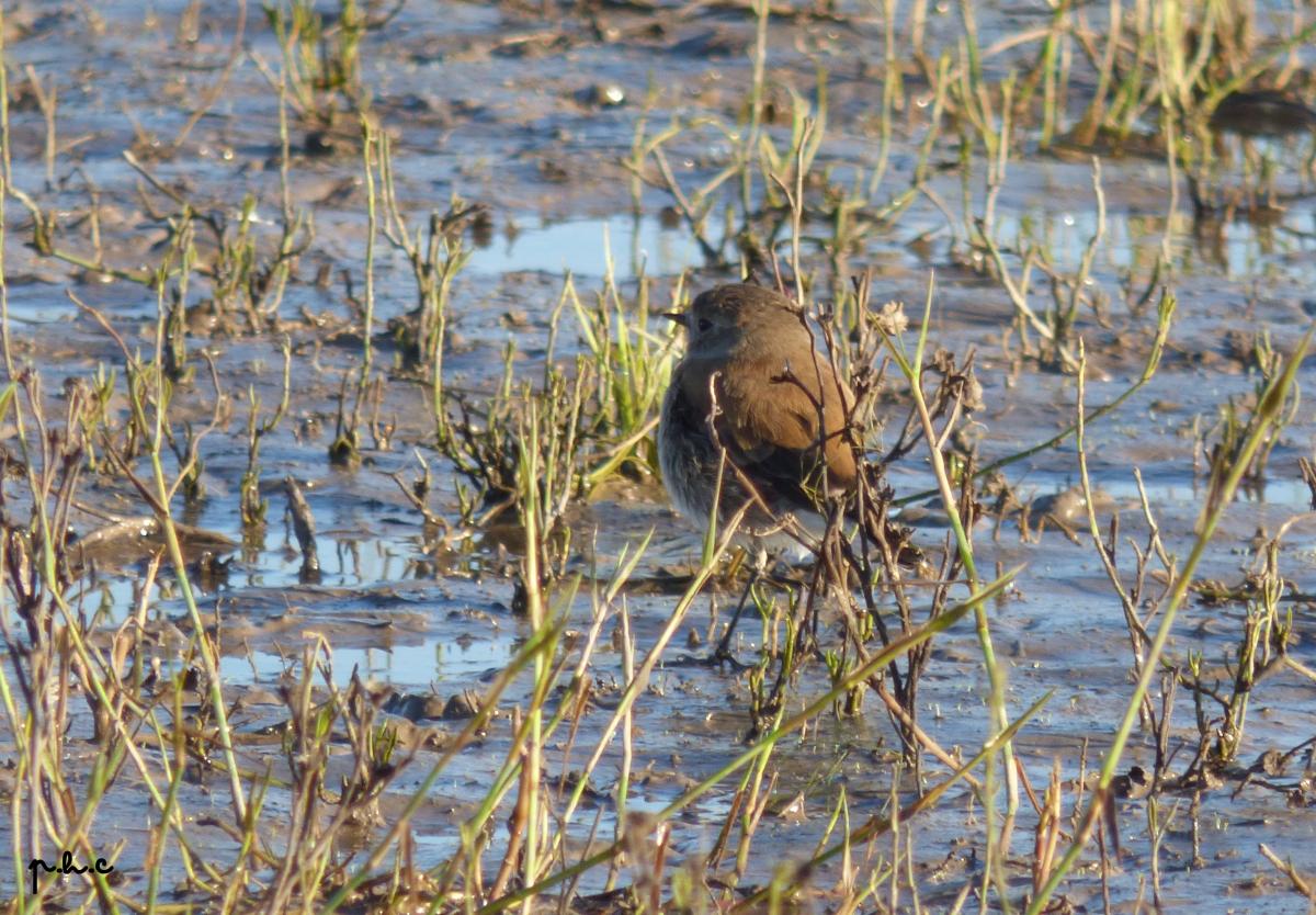 Foto Sobrepuesto Común