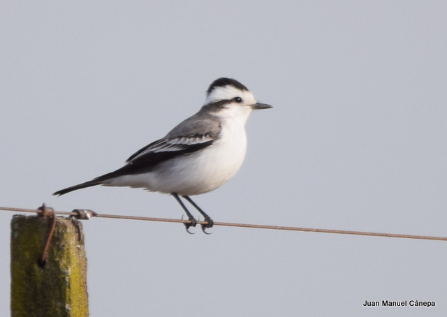 Photo Monjita Coronada