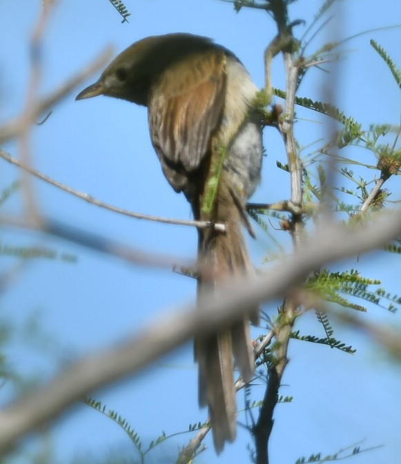 Photo Pijuí Cola Parda