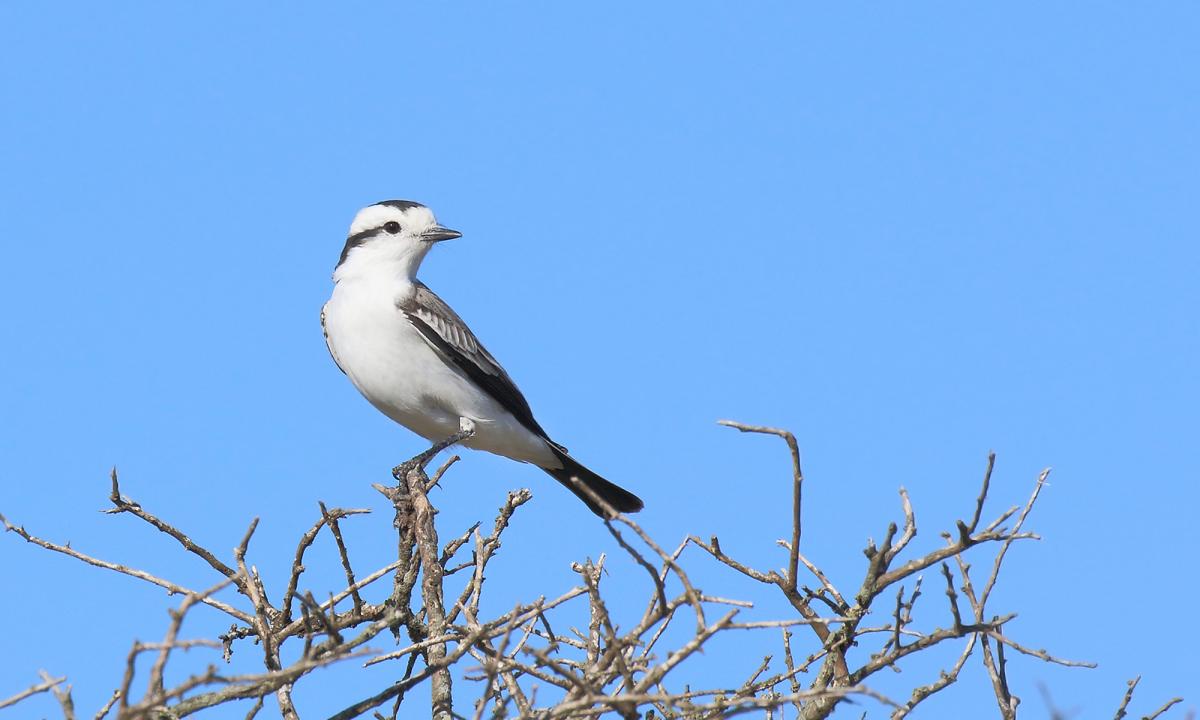 Photo Monjita Coronada