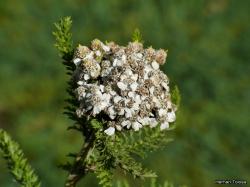 Foto Milenrama Eurasiática