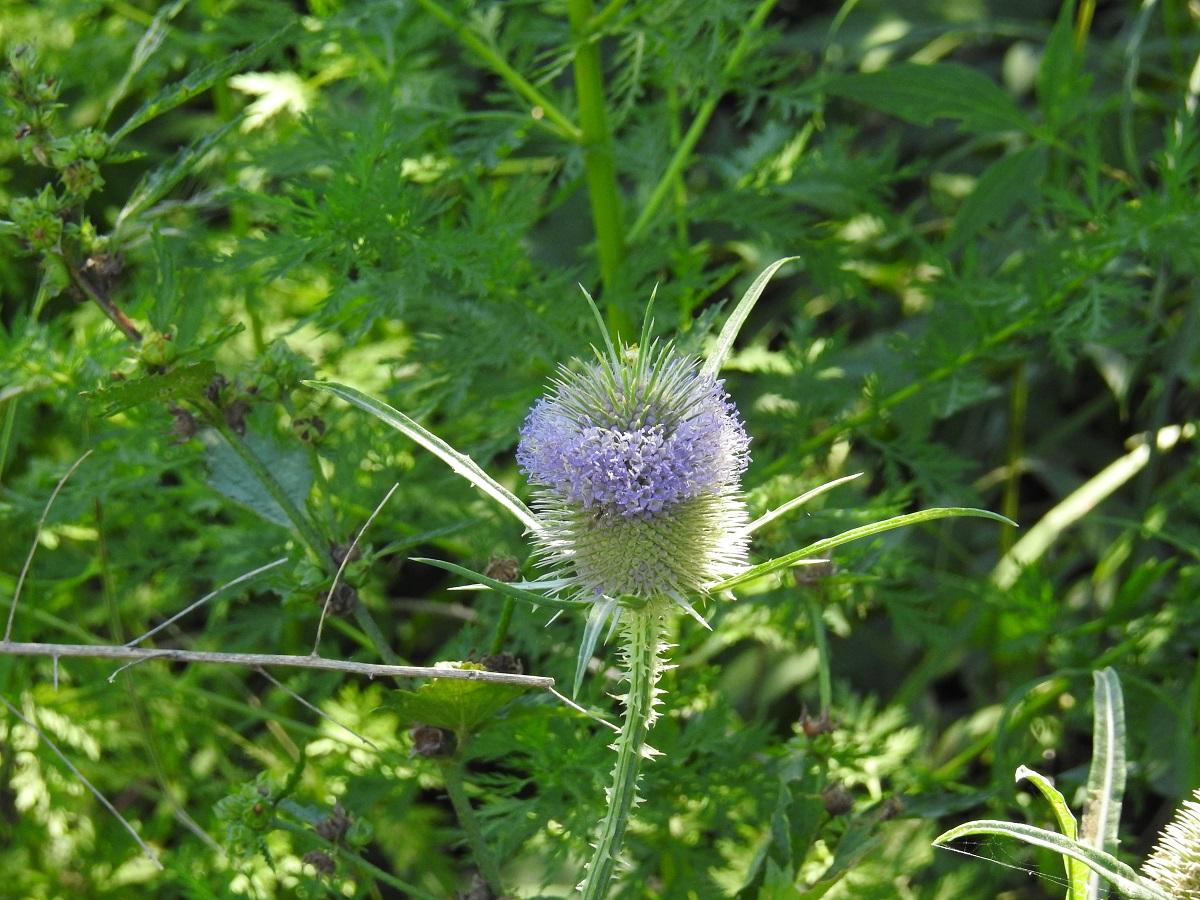 Photo Carda De Cardar